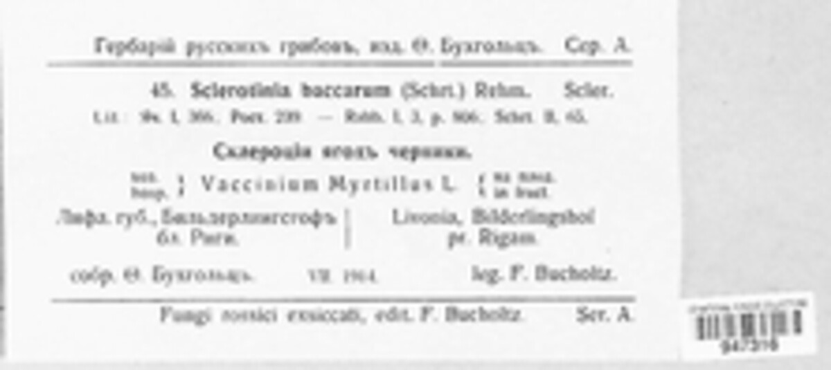 Monilinia baccarum image